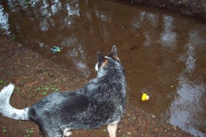 Canine Spectator